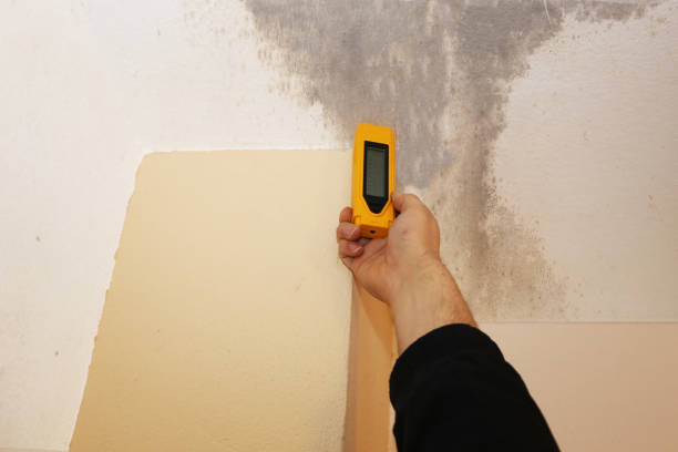 Professional Mold Removal in Kenova, WV