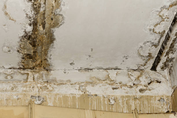 Best Water Damage & Mold Remediation  in Kenova, WV