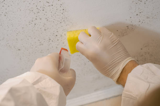 Best HVAC Mold Inspection and Cleaning  in Kenova, WV