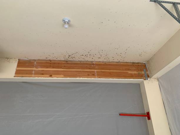  Kenova, WV Mold Removal Pros