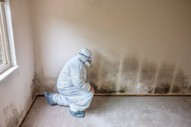 Best Residential Mold Inspection & Testing  in Kenova, WV