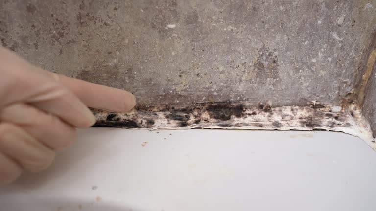 Best Basement Mold Removal  in Kenova, WV