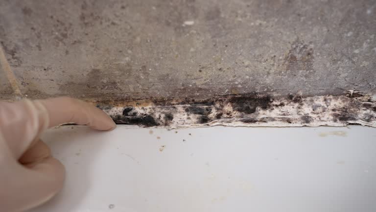 Best Air Quality Testing for Mold Spores  in Kenova, WV
