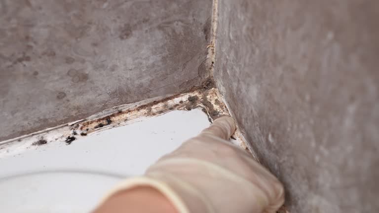 Best Mold Removal for HVAC Installations  in Kenova, WV
